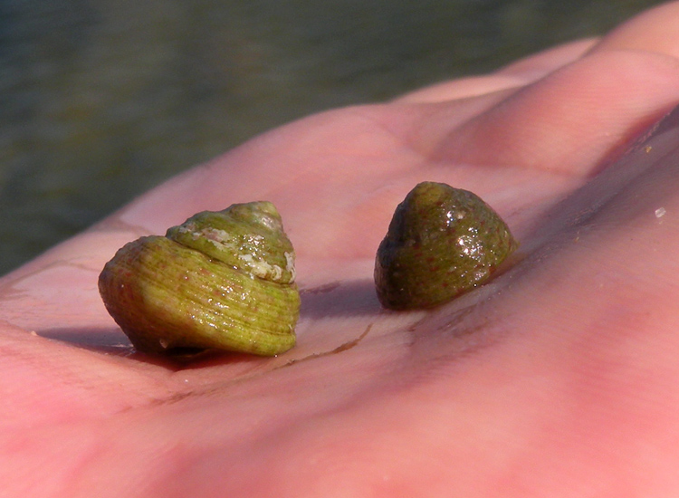 Tutte Osilinus turbinatus?